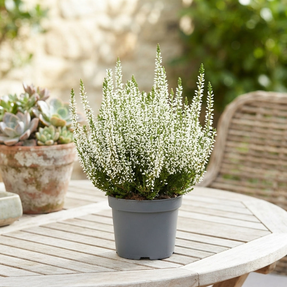 White Heather (Calluna vulgaris) – 10.5cm Pot