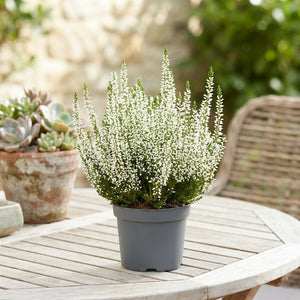 White Heather (Calluna vulgaris) – 10.5cm Pot