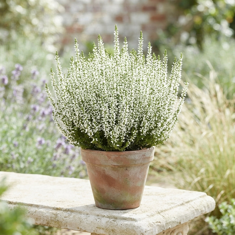White Heather (Calluna vulgaris) – 15cm Pot