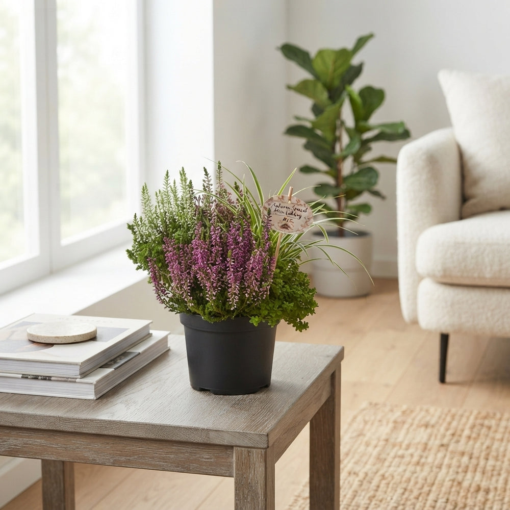 Green Fern – 19cm Pot, Approx. 35cm High