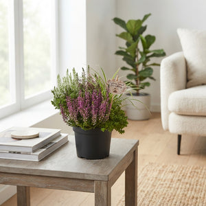 Green Fern – 19cm Pot, Approx. 35cm High
