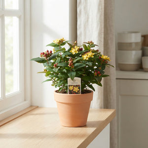 Mixed Hypericum Summer Flower Stems