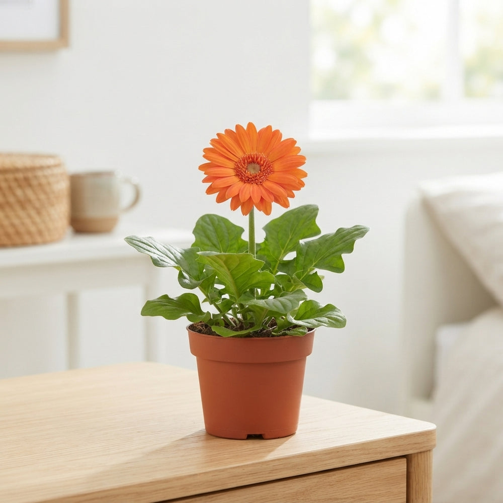 Mixed Gerbera Houseplant – 12cm Pot, 20cm High