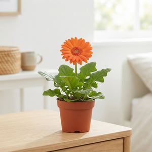 Mixed Gerbera Houseplant – 12cm Pot, 20cm High