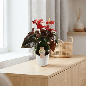 Coral Anthurium (Anthurium) – 12cm Pot, 40cm High