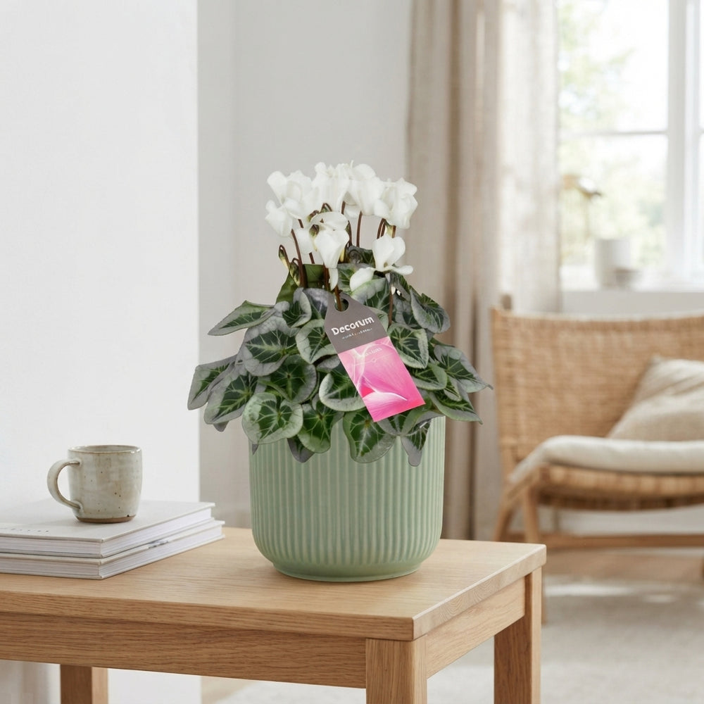 White Small-Flowered Cyclamen persicum – 15cm Ceramic Pot
