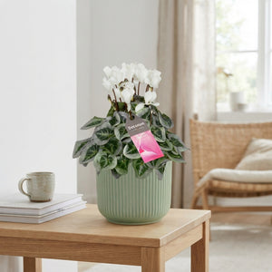 White Small-Flowered Cyclamen persicum – 15cm Ceramic Pot