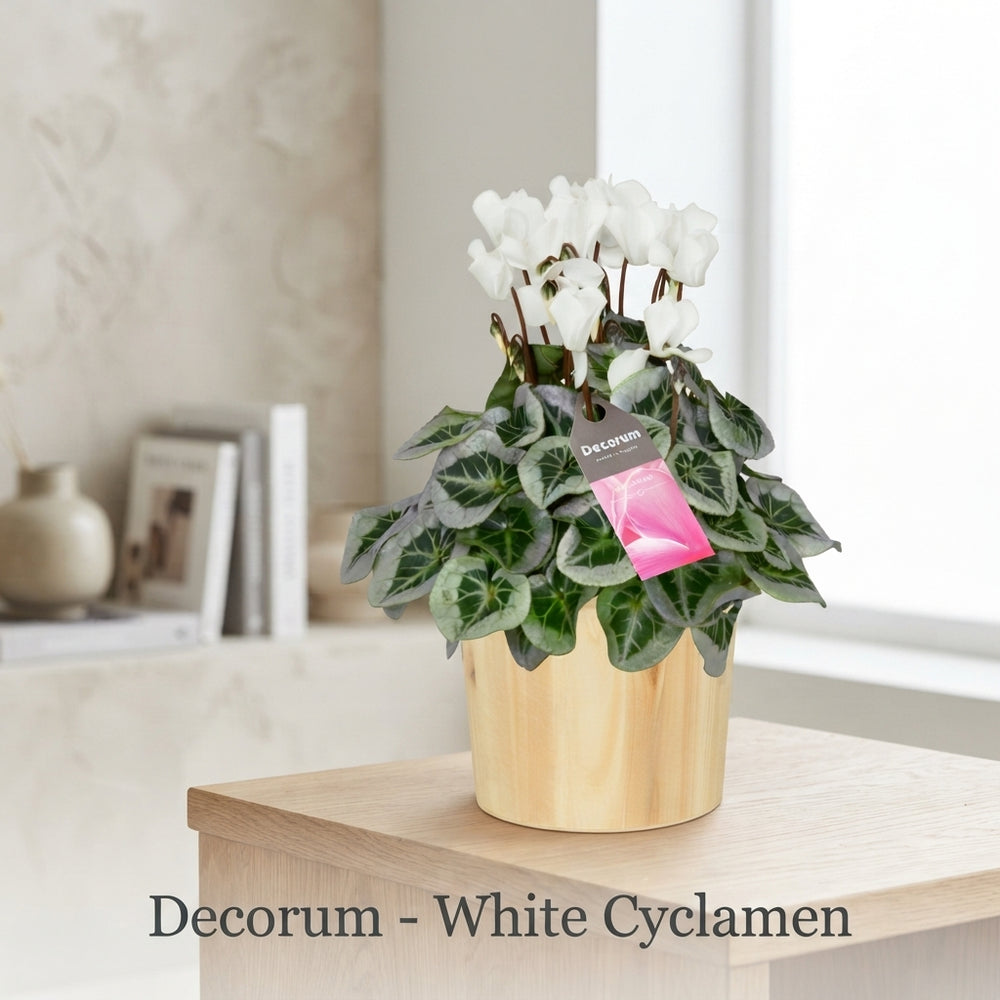 White Small-Flowered Cyclamen (Cyclamen persicum) – 14cm Pot