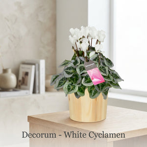 White Small-Flowered Cyclamen (Cyclamen persicum) – 14cm Pot