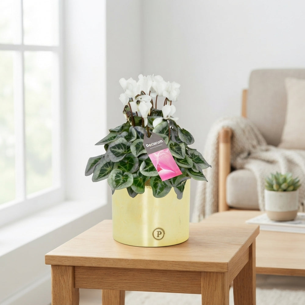 White Cyclamen persicum – 13cm Julia Goldbron Ceramic Pot