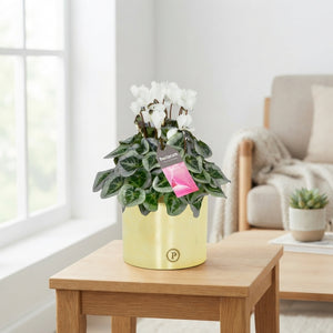 White Cyclamen persicum – 13cm Julia Goldbron Ceramic Pot