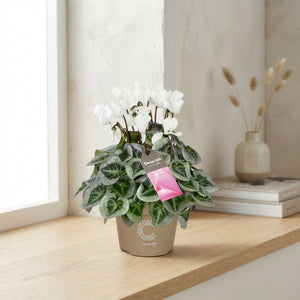 White Cyclamen persicum – 10.5cm Pot