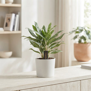 Aglaonema ‘Greyhound’ – 12cm Pot