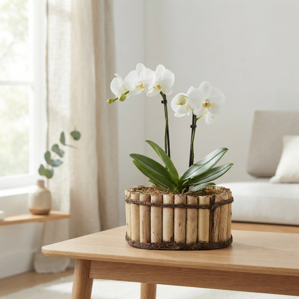 Mixed Colour Phalaenopsis Orchid Arrangement