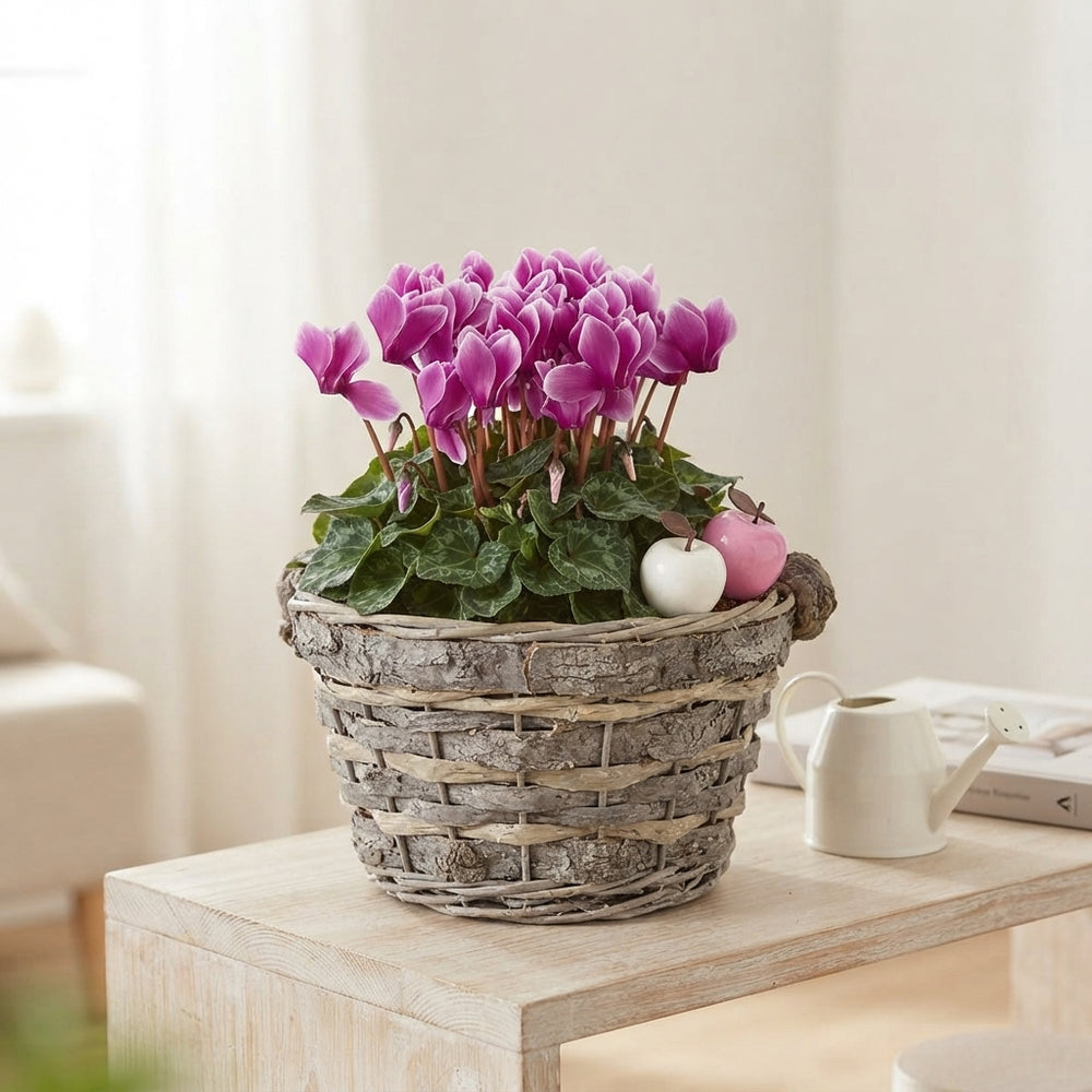 Mixed Colour Decorative Plant Arrangement