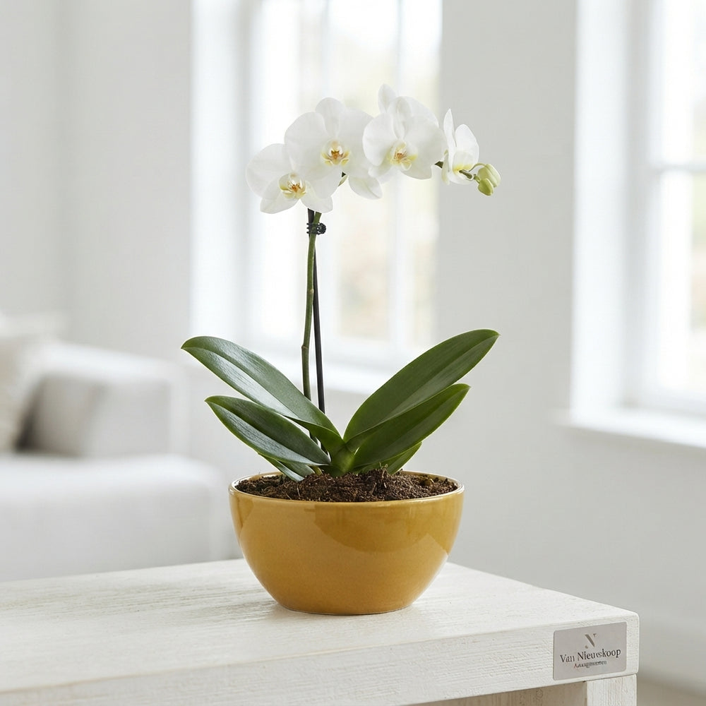 Mixed Colour Phalaenopsis Orchid Arrangement in Yellow Ceramic Bowl