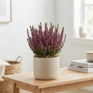 Mixed Colour Arrangement in XL Zinc Bowl