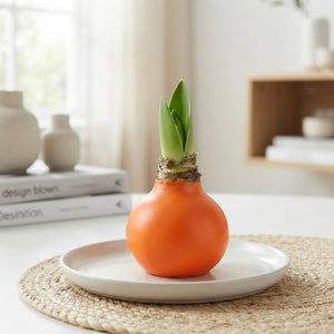 Orange Wax Flower Decoration – 20cm