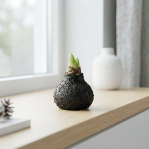 Black Natural Wax Hipp – 20cm Decorative Stem