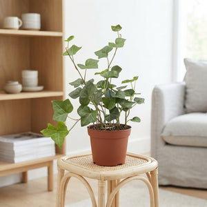 Irish Ivy (Hedera hibernica) – 13cm Pot