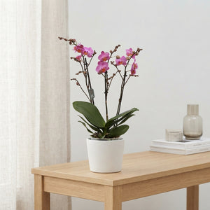 Dark Pink Phalaenopsis Orchid – 12cm Pot, 50cm