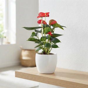Mixed Anthurium Houseplant – 13cm Ceramic Pot