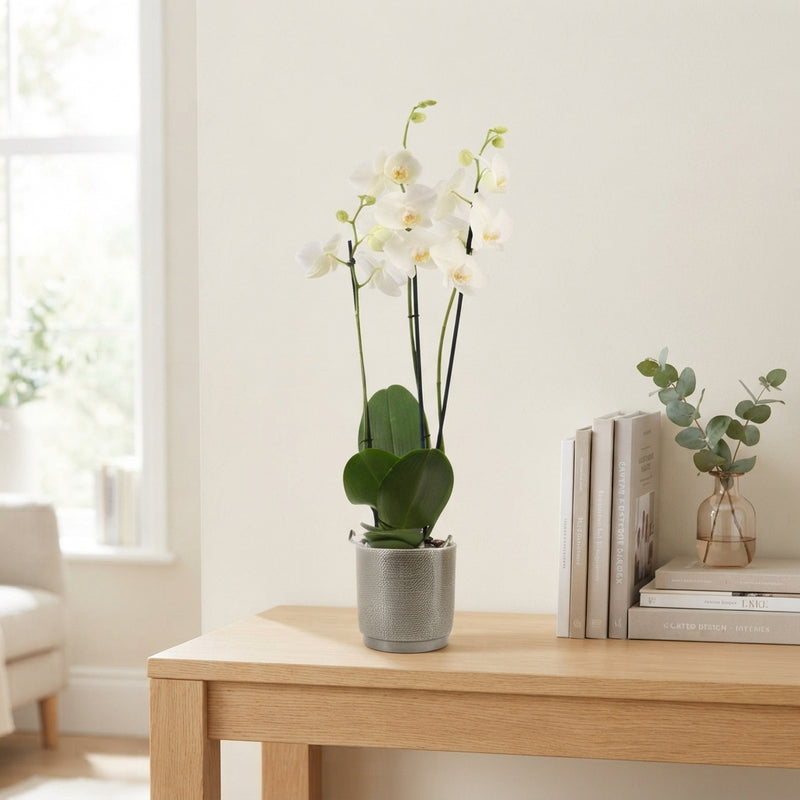 White Phalaenopsis Orchid – 3 Stem, 12cm Ceramic Pot