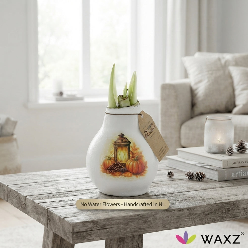 Waxed Hippeastrum ‘Forest’ Amaryllis Bulb