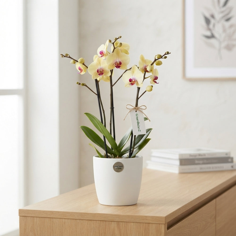 Phalaenopsis ‘Desert Breeze’ Orchid – 12cm Pot