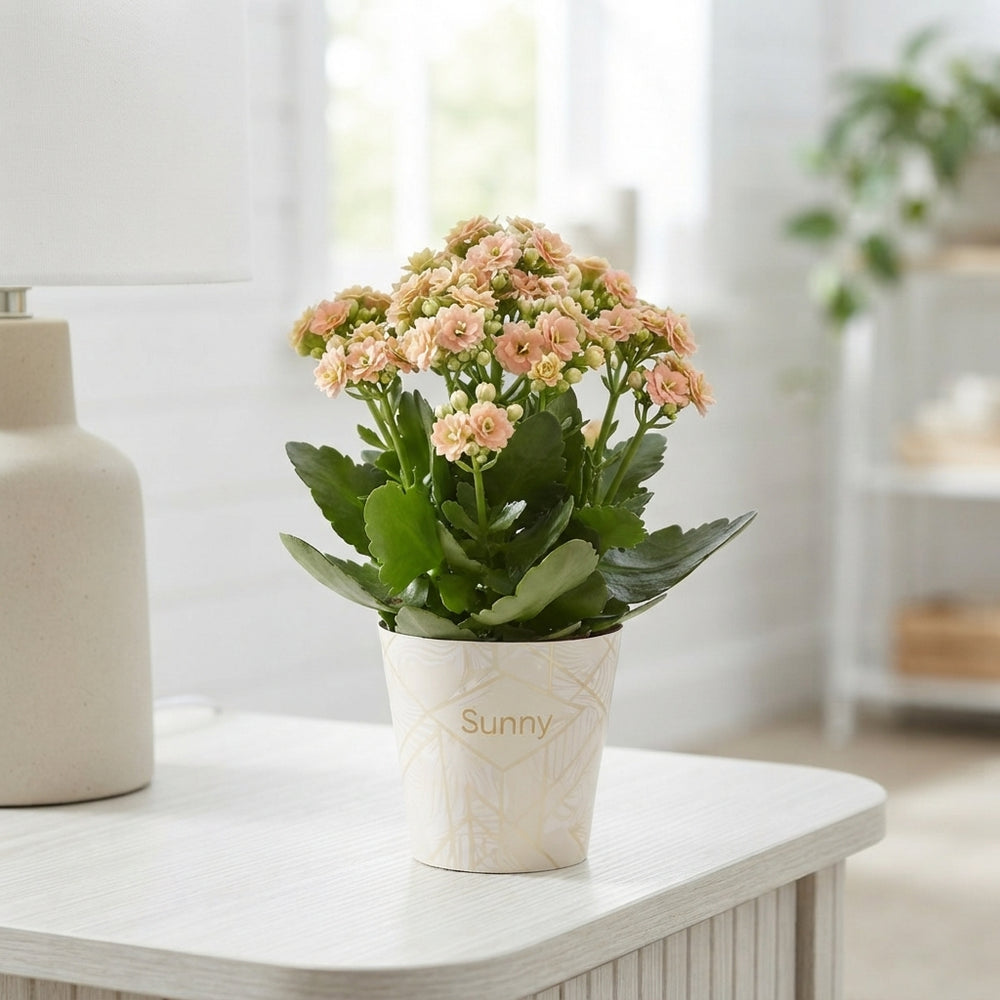 Double Kalanchoe ‘Sunny Pink’ – 14cm Pot