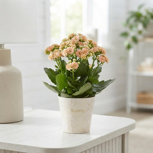 Double Kalanchoe ‘Sunny Pink’ – 14cm Pot