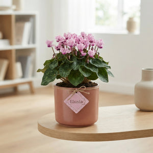 Pink Cyclamen persicum – 10.5cm Pot