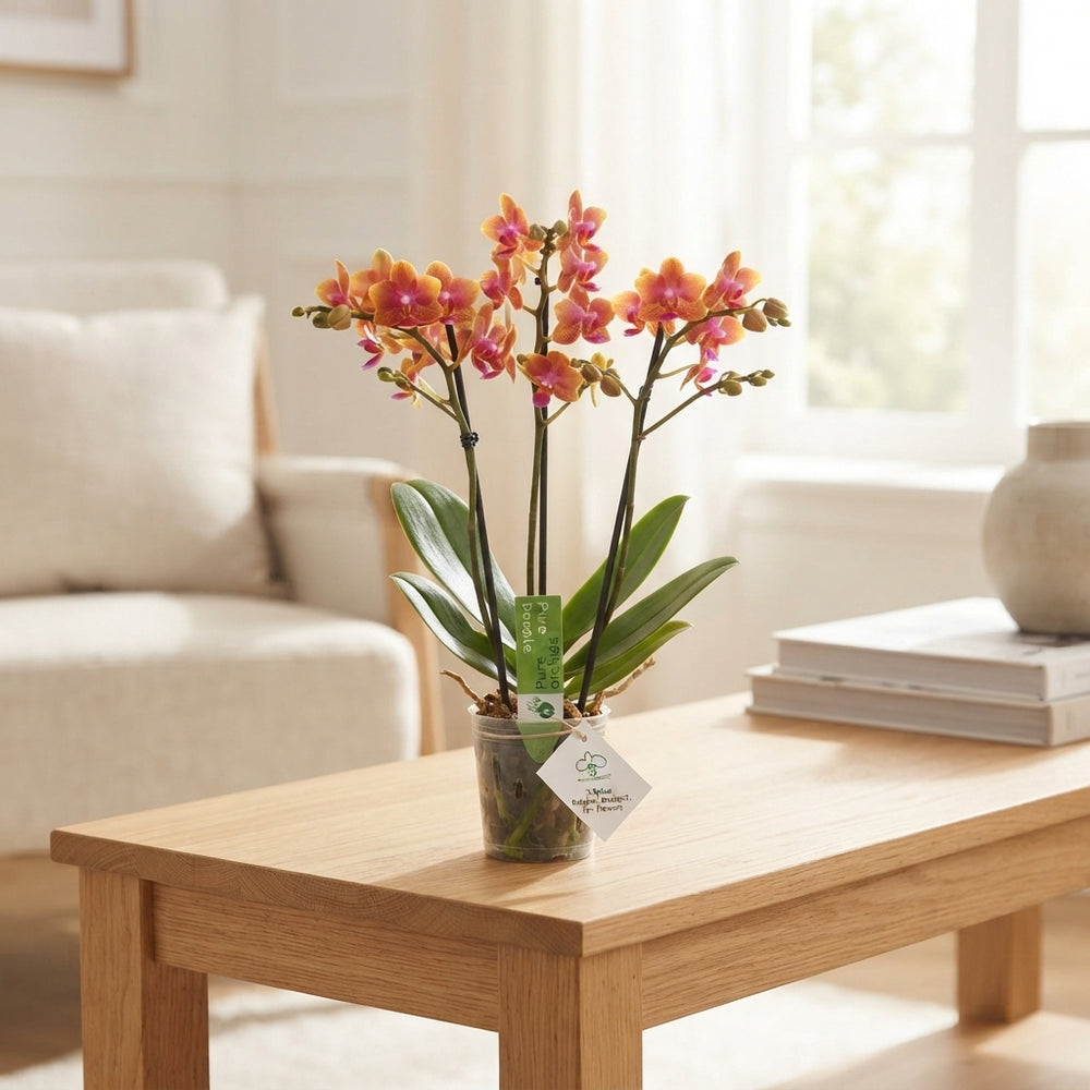 Multi-Flowering Phalaenopsis Orchid – 12cm Pot