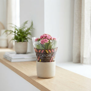 Pink Double Kalanchoe – 8cm Pot