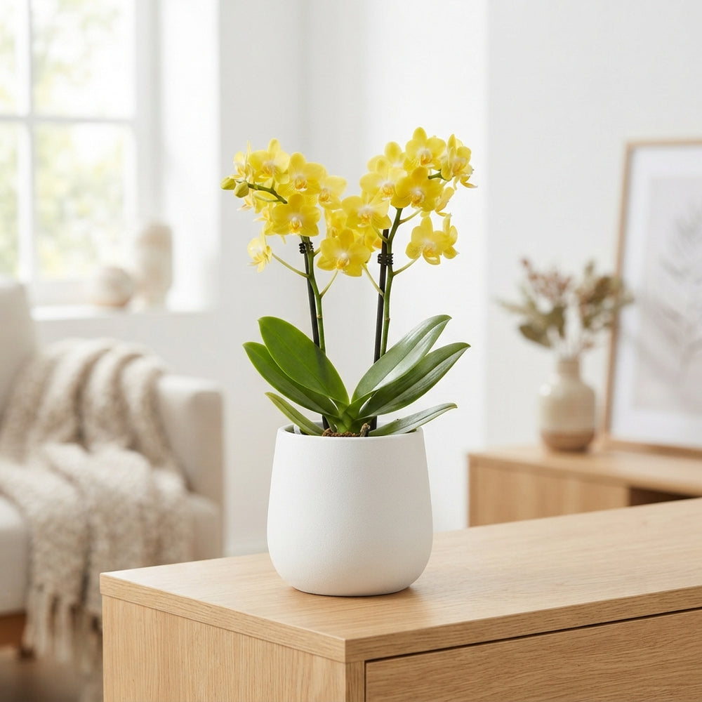 Yellow Phalaenopsis Orchid – 12cm Pot