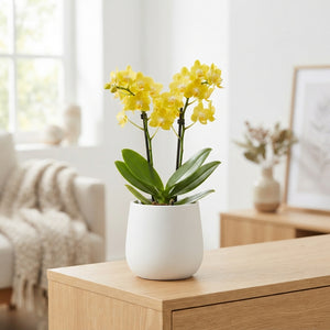 Yellow Phalaenopsis Orchid – 12cm Pot