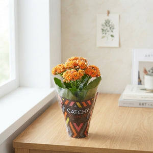 Orange Double Kalanchoe – 8cm Pot