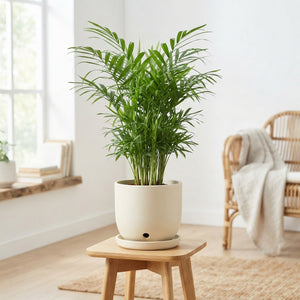 Areca Palm (Dypsis lutescens) – 17cm Pot