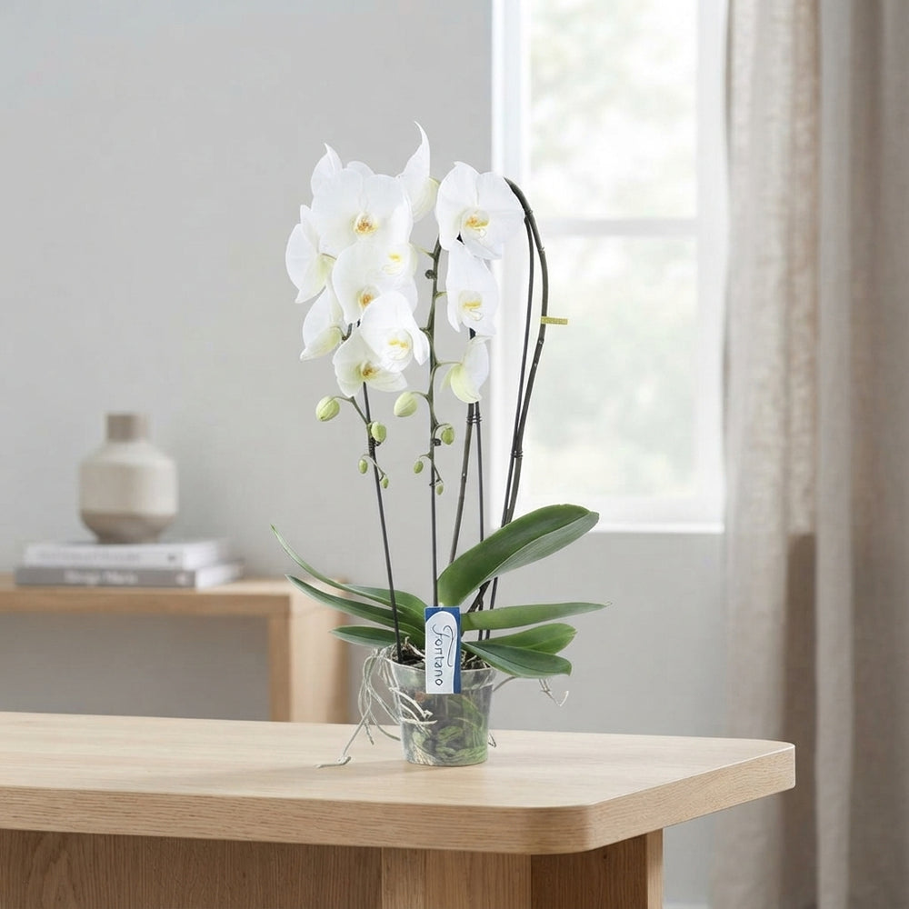 White Phalaenopsis Orchid – 15cm Pot, 75cm Tall