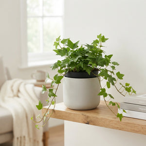 Green English Ivy (Hedera helix) – 19cm Pot