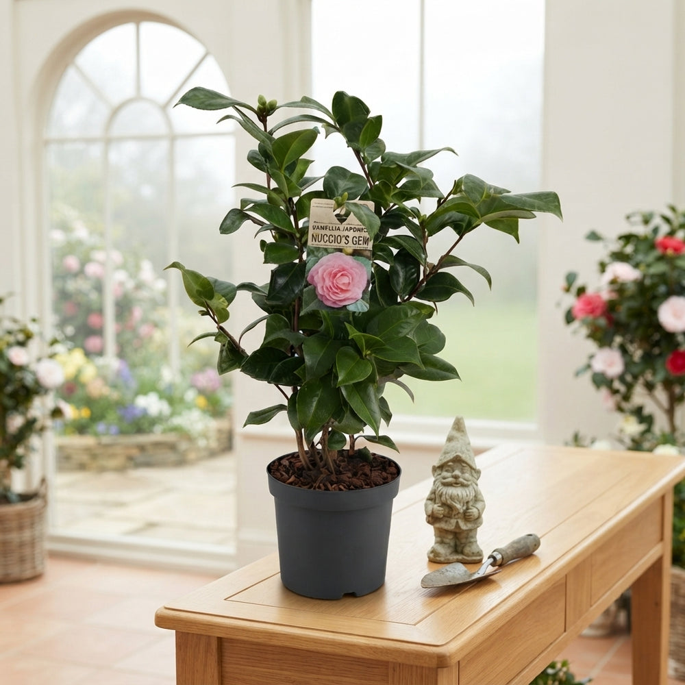 Mixed Camellia Plant (Camellia) – 19cm Pot, 50cm High