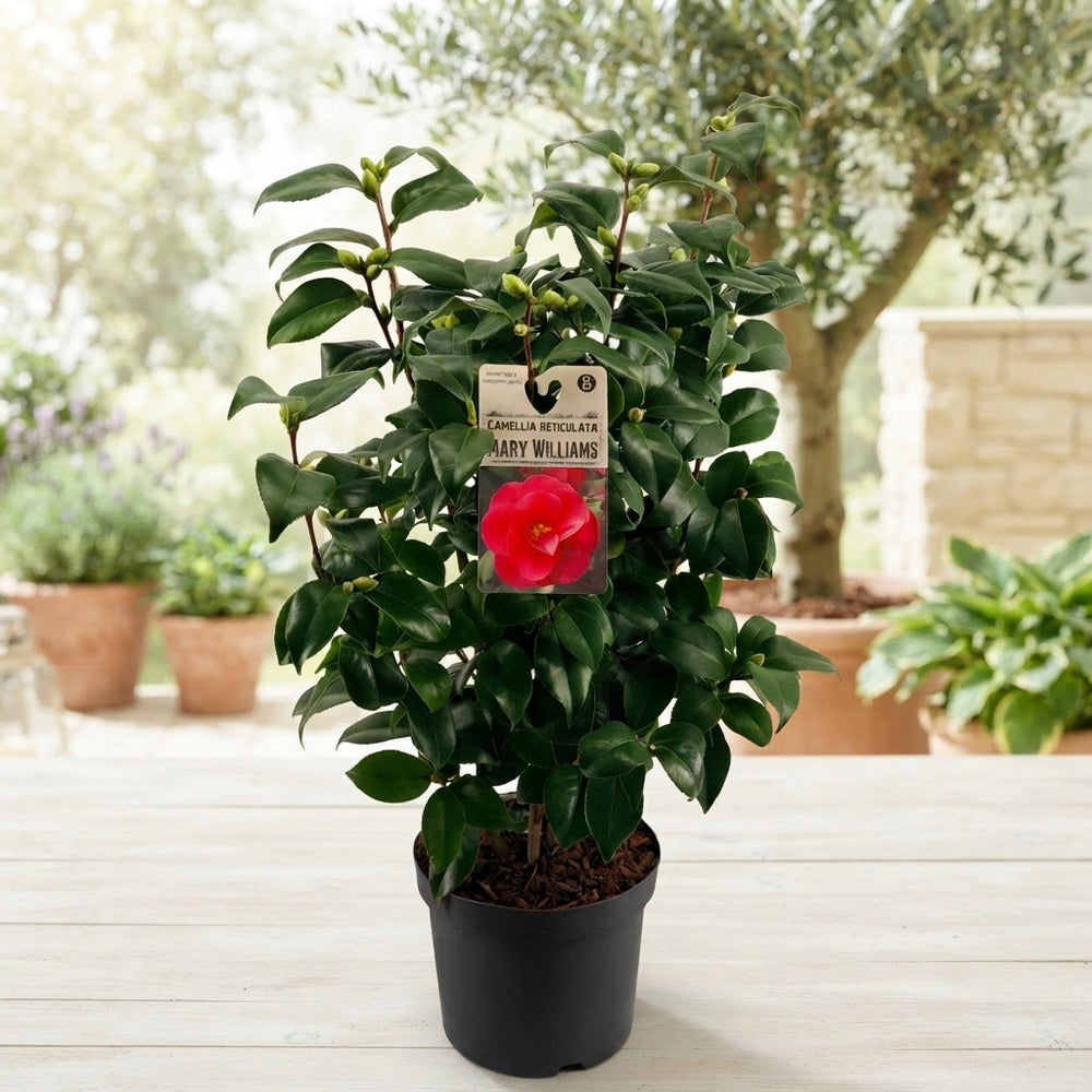 Camellia 'Mary Williams' – 19cm Pot, 50cm High