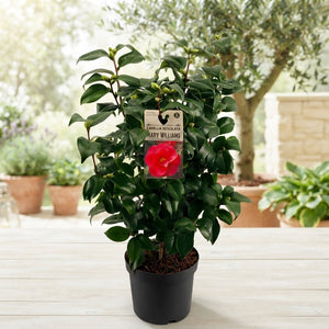 Camellia 'Mary Williams' – 19cm Pot, 50cm High