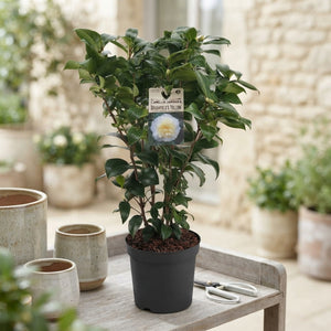 Camellia 'Brushfield's Yellow' – 19cm Pot