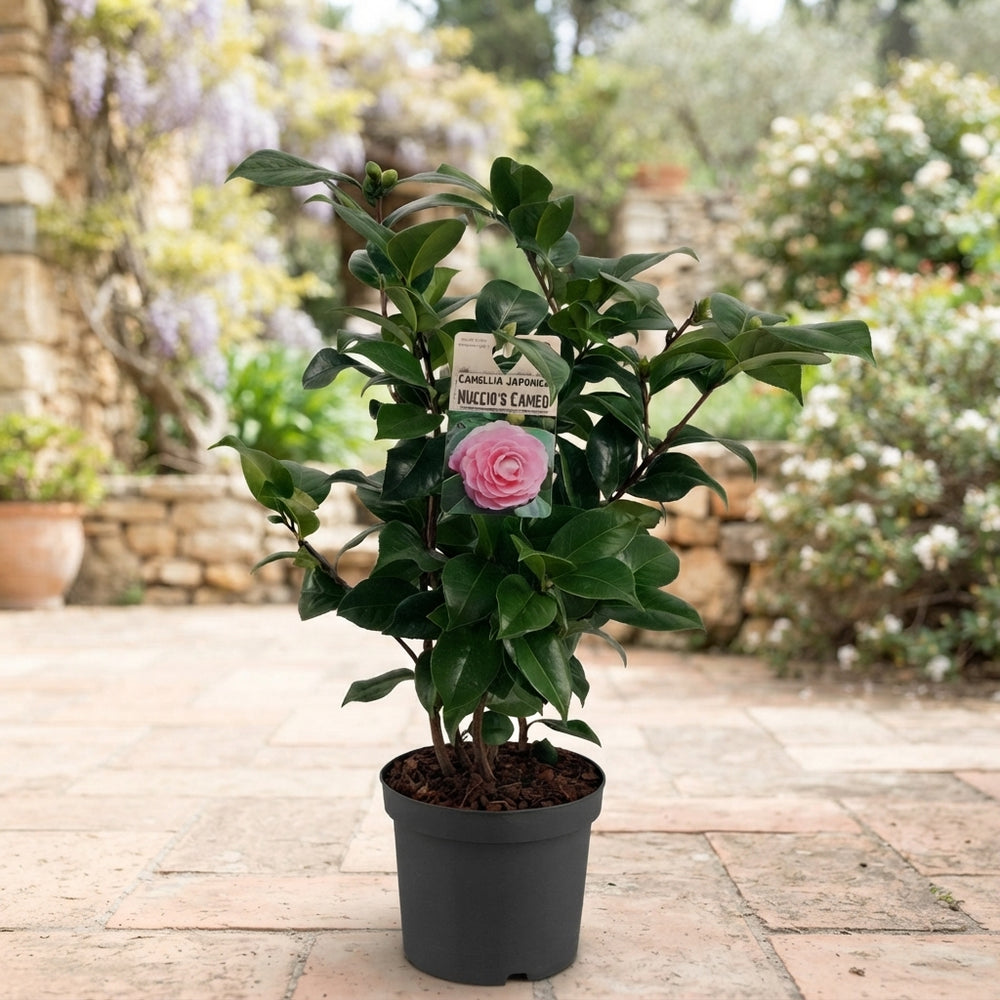 Camellia japonica 'Nuccio's Cameo' – 19cm Pot