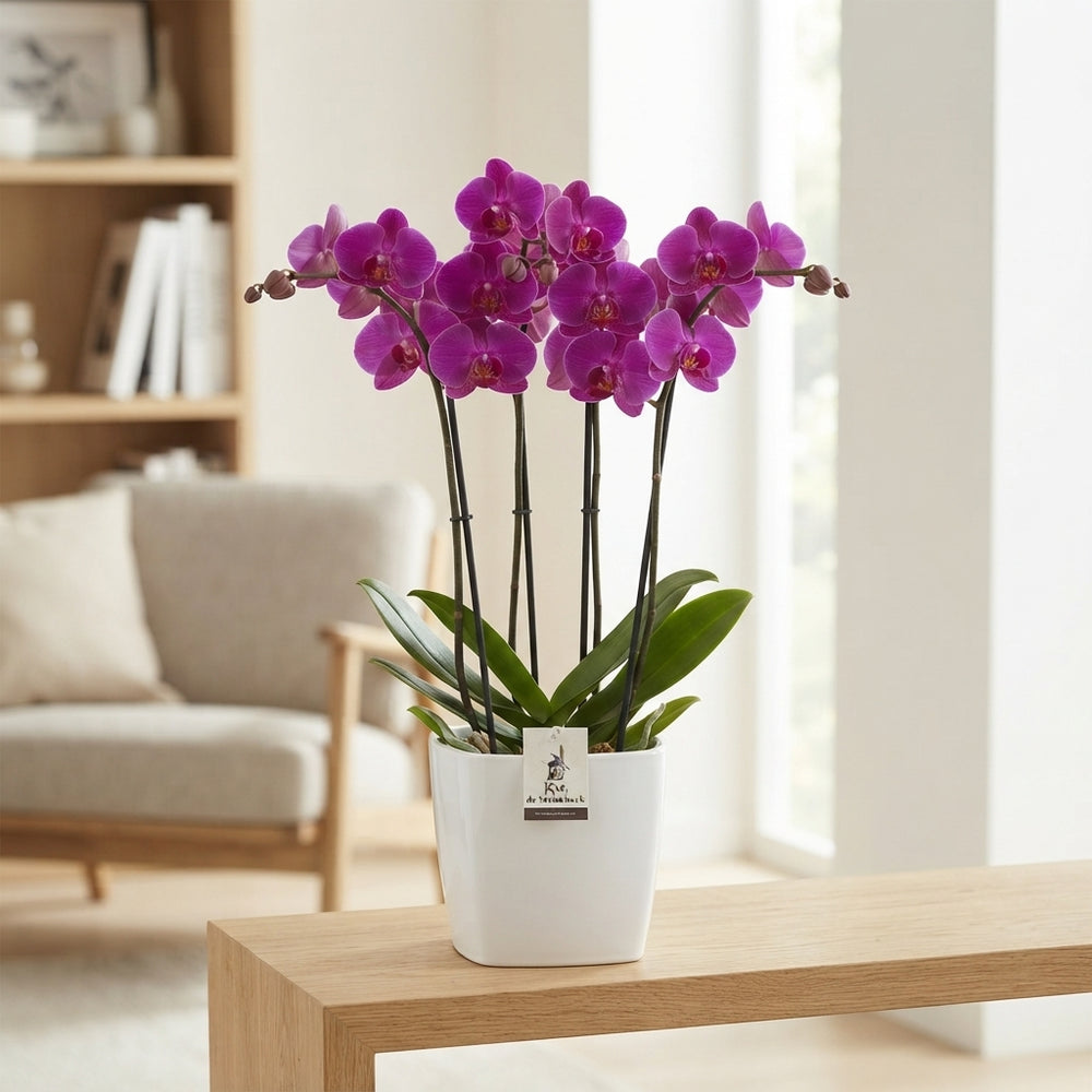 Purple Phalaenopsis Orchid – 4 Stem, 12cm Pot