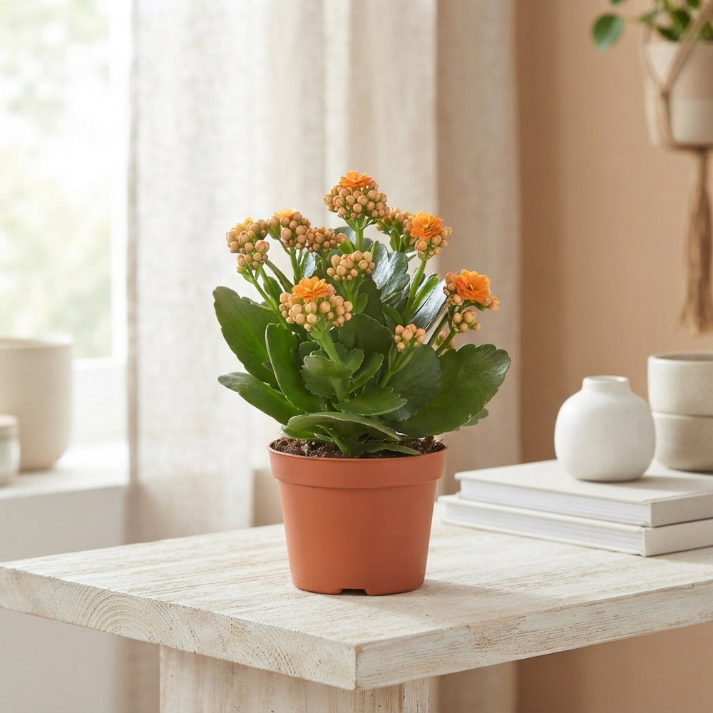 Orange Double Kalanchoe – 10.5cm Pot
