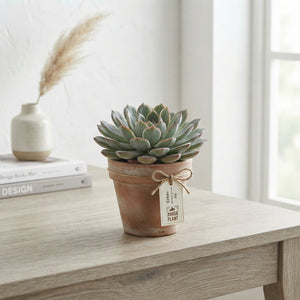 Echeveria 'Aurora' Succulent – 8.5cm Pot