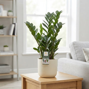 ZZ Plant (Zamioculcas zamiifolia) – 17cm Pot