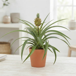 Ananas Mi Amigo Bromeliad – 12cm Pot, 35cm High